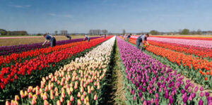 کار در مزارع گل هلند 🌷